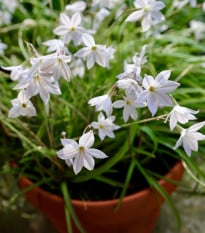 Jarní hvězdička Alberto Castilo - Ipheion uniflorum - prodej cibulovin - 5 ks