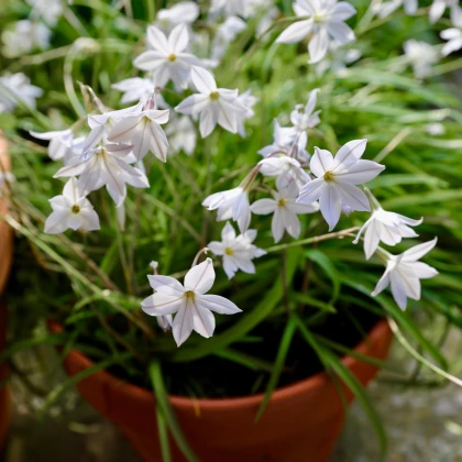 Jarní hvězdička Alberto Castilo - Ipheion uniflorum - prodej cibulovin - 5 ks