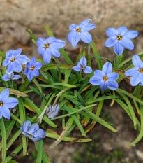 Jarní hvězdička Jessie - Ipheion uniflorum - prodej cibulovin - 5 ks