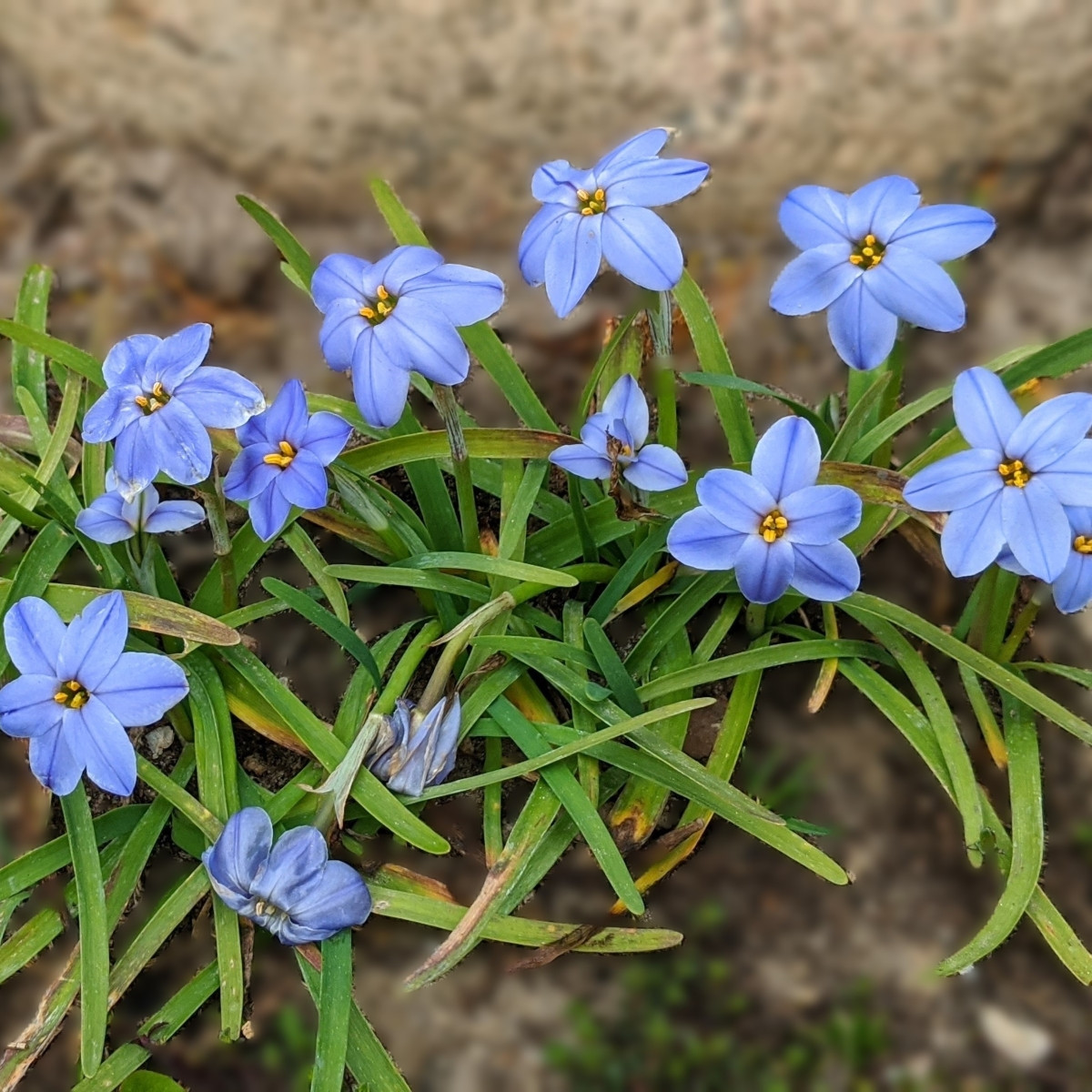 Jarní hvězdička Jessie - Ipheion uniflorum - prodej cibulovin - 5 ks
