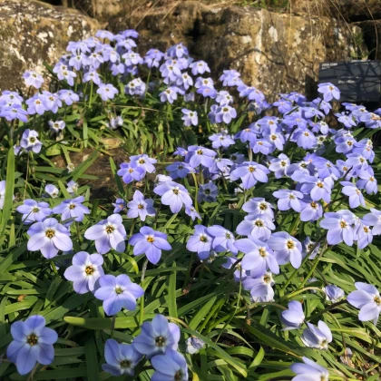 Jarní hvězdička Rolf Fiedler - Ipheion uniflorum - prodej cibulovin - 5 ks