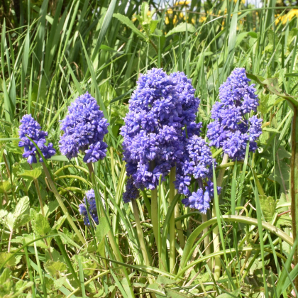 Modřenec arménský Fantasy Creation - Muscari armeniacum - prodej cibulovin - 5 ks