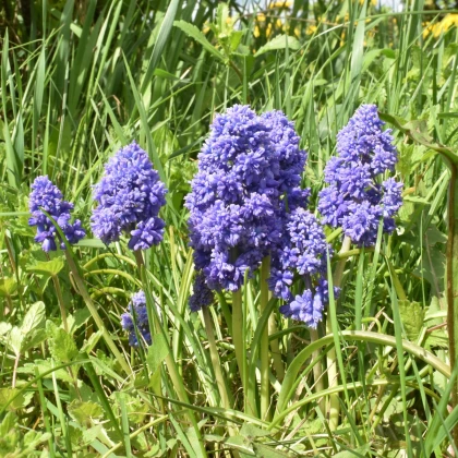 Modřenec arménský Fantasy Creation - Muscari armeniacum - prodej cibulovin - 5 ks
