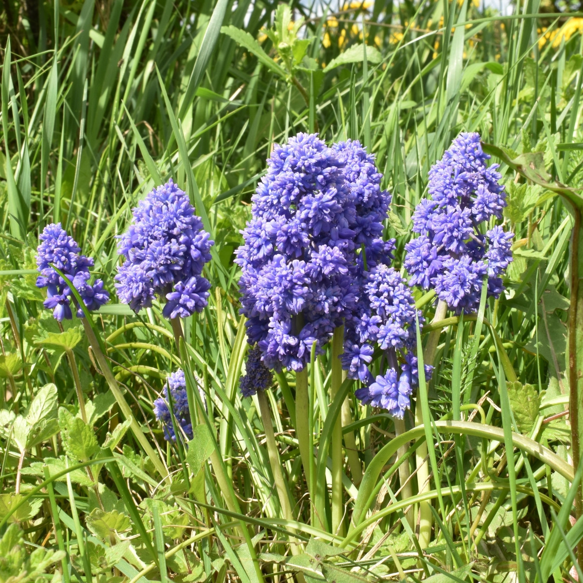 Modřenec arménský Fantasy Creation - Muscari armeniacum - prodej cibulovin - 5 ks