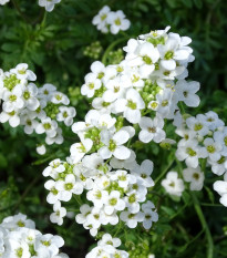 Řeřuška alpská bílá - Pritzelago alpina - prodej semen - 20 ks