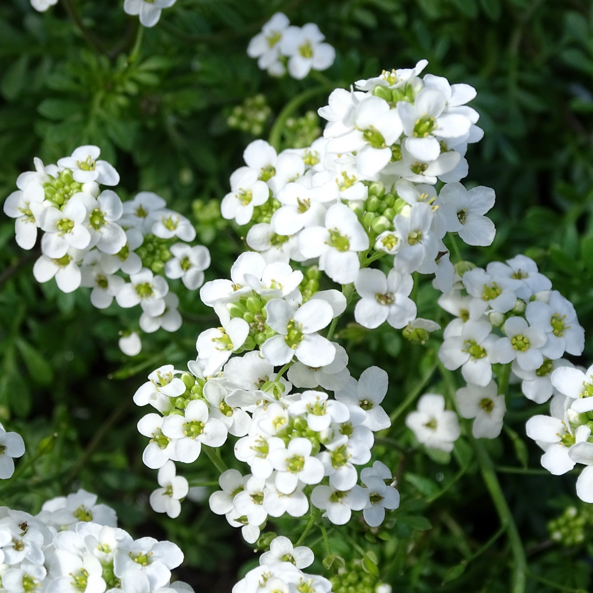 Řeřuška alpská bílá - Pritzelago alpina - prodej semen - 20 ks