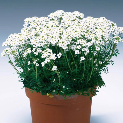 Řeřuška alpská bílá - Pritzelago alpina - prodej semen - 20 ks