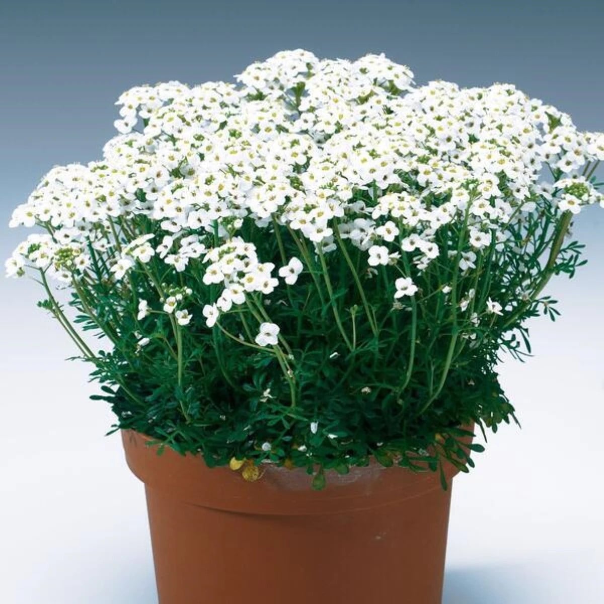 Řeřuška alpská bílá - Pritzelago alpina - prodej semen - 20 ks