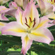 Lilie Hocus Pocus - Lilium - prodej cibulovin - 1 ks