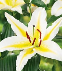 Lilie Bafferari - Lilium - prodej cibulovin - 1 ks