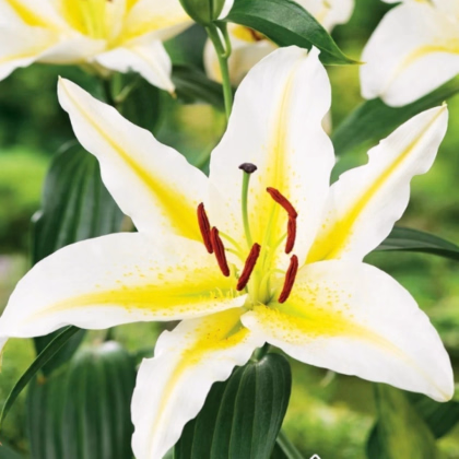 Lilie Bafferari - Lilium - prodej cibulovin - 1 ks