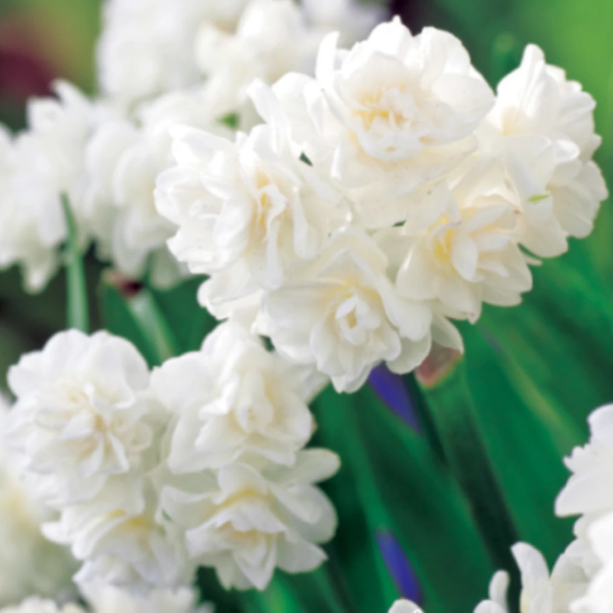 Narcis Erli Cheer - Narcissus - prodej cibulovin - 3 ks