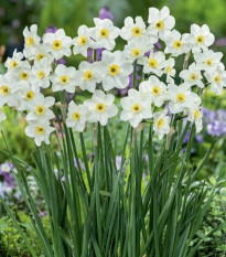 Narcis Lieke - Narcissus - prodej cibulovin - 3 ks