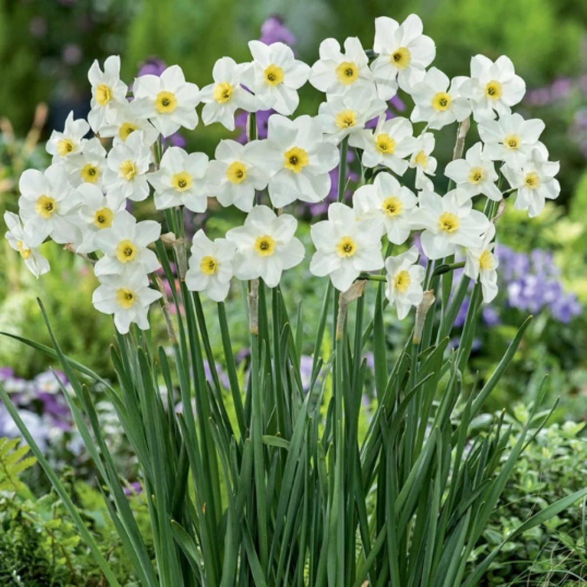 Narcis Lieke - Narcissus - prodej cibulovin - 3 ks