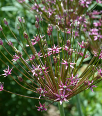 Česnek Toabago - Allium - prodej cibulovin - 3 ks