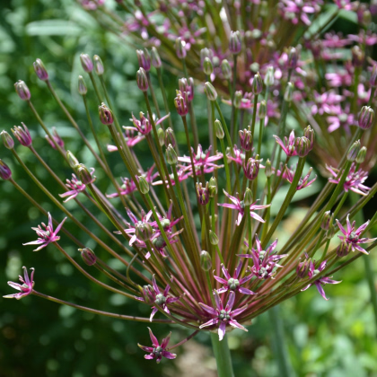 Česnek Toabago - Allium - prodej cibulovin - 3 ks