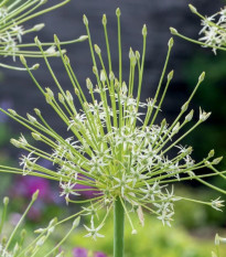 Česnek Arctic Snow - Allium - prodej cibulovin - 3 ks