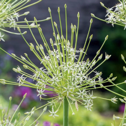 Česnek Arctic Snow - Allium - prodej cibulovin - 3 ks