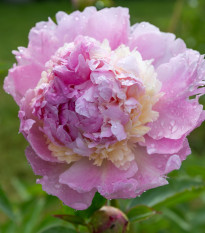 Pivoňka Angel Cheeks - Paeonia - prodej cibulovin - 1 ks