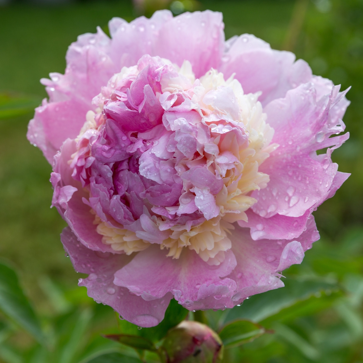 Pivoňka Angel Cheeks - Paeonia - prodej cibulovin - 1 ks
