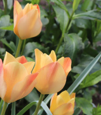 Tulipán Bronze Charm - Tulipa - prodej cibulovin - 3 ks