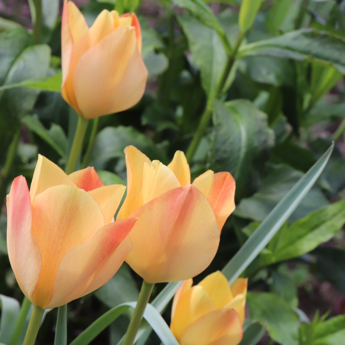 Tulipán Bronze Charm - Tulipa - prodej cibulovin - 3 ks