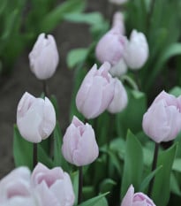 Tulipán Silver Cloud - Tulipa - prodej cibulovin - 3 ks