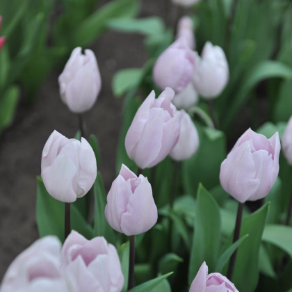 Tulipán Silver Cloud - Tulipa - prodej cibulovin - 3 ks