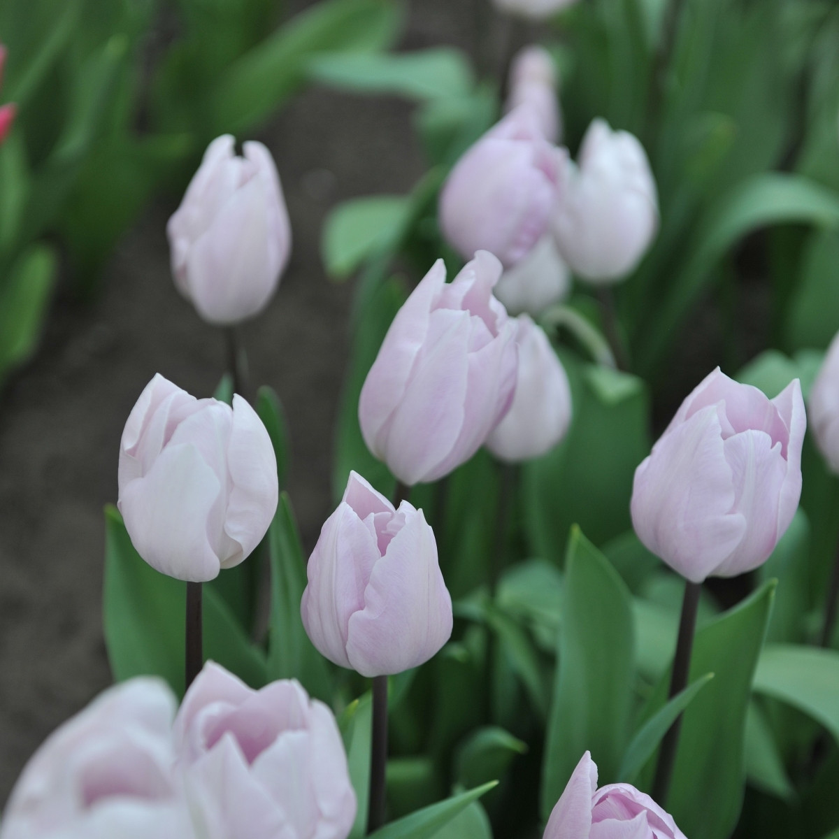 Tulipán Silver Cloud - Tulipa - prodej cibulovin - 3 ks