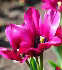 Tulipán Night Club - Tulipa - prodej cibulovin - 3 ks