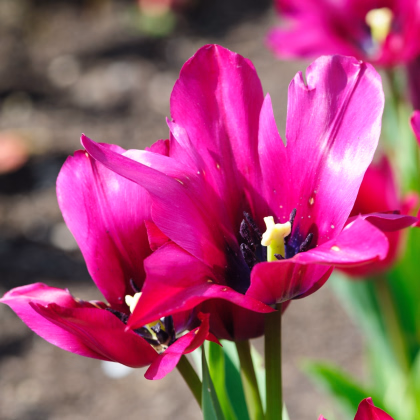 Tulipán Night Club - Tulipa - prodej cibulovin - 3 ks