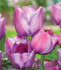 Tulipán Blue Heaven - Tulipa - prodej cibulovin - 3 ks