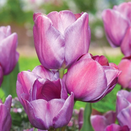 Tulipán Blue Heaven - Tulipa - prodej cibulovin - 3 ks