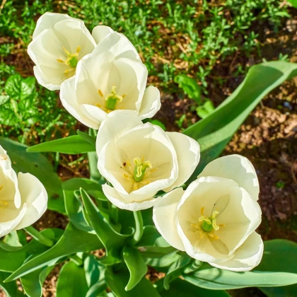 Tulipán Maureen - Tulipa - prodej cibulovin - 3 ks