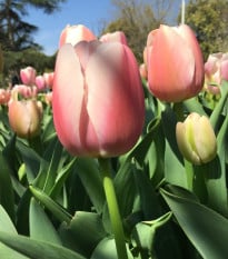 Tulipán Gabriella - Tulipa - prodej cibulovin - 3 ks