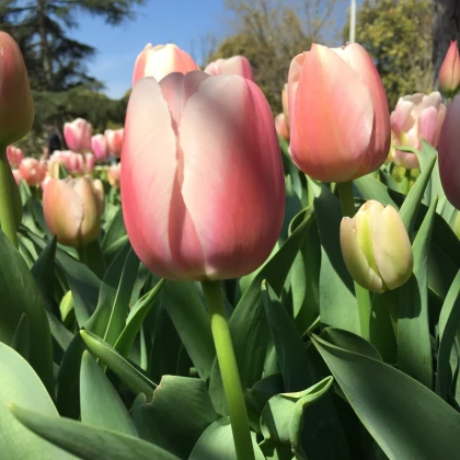 Tulipán Gabriella - Tulipa - prodej cibulovin - 3 ks