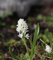 Puškinie ladoňkovitá bílá - Puschkinia scilloides alba - prodej cibulovin - 6 ks