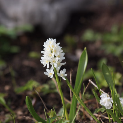 Puškinie ladoňkovitá bílá - Puschkinia scilloides alba - prodej cibulovin - 6 ks