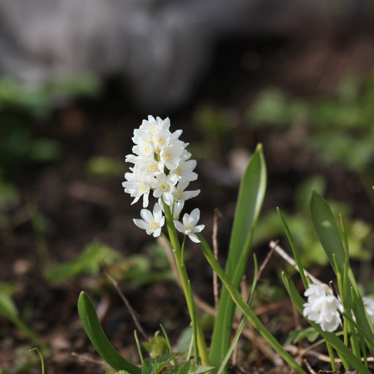 Puškinie ladoňkovitá bílá - Puschkinia scilloides alba - prodej cibulovin - 6 ks