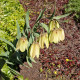 Řebčík Pallidiflora - Fritillaria persica - prodej cibulovin - 2 ks