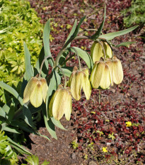 Řebčík Pallidiflora - Fritillaria persica - prodej cibulovin - 2 ks