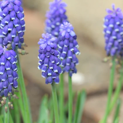 Modřenec Joyce Spirit - Muscari armeniacum - prodej cibulovin - 5 ks