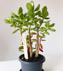 Zápich pro označení sazenic - dřevěný - prodej jmenovek - 1 ks