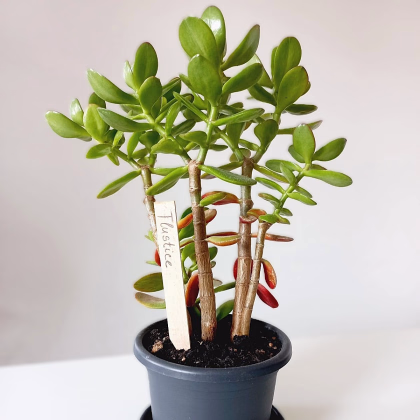 Zápich pro označení sazenic - dřevěný - prodej jmenovek - 1 ks