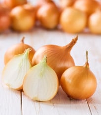 Cibule sazečka Winteria - Allium cepa - prodej cibulek - 250 g