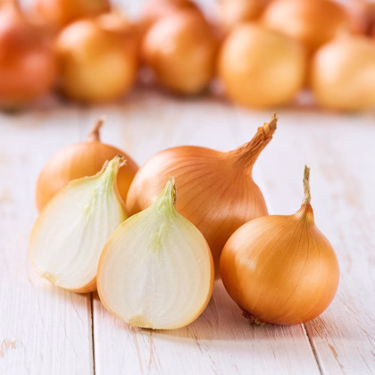 Cibule sazečka Winteria - Allium cepa - prodej cibulek - 250 g