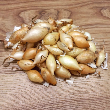 Cibule sazečka Winteria - Allium cepa - prodej cibulek - 250 g