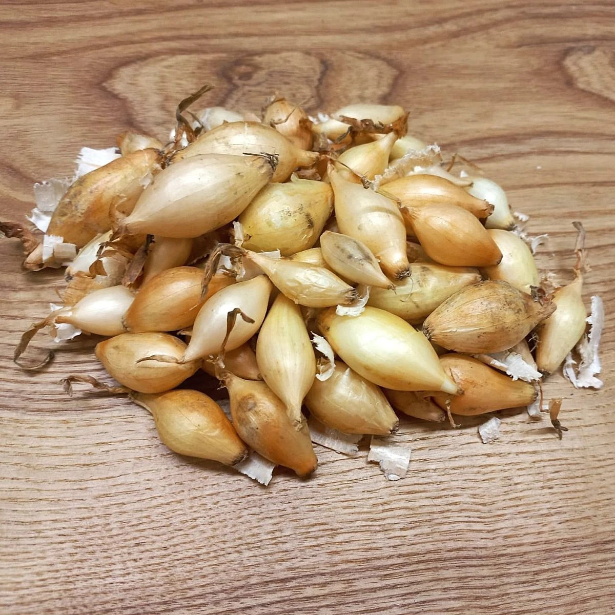 Cibule sazečka Winteria - Allium cepa - prodej cibulek - 250 g