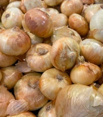 Cibule sazečka Augusta - Allium cepa - prodej cibulek - 250 g