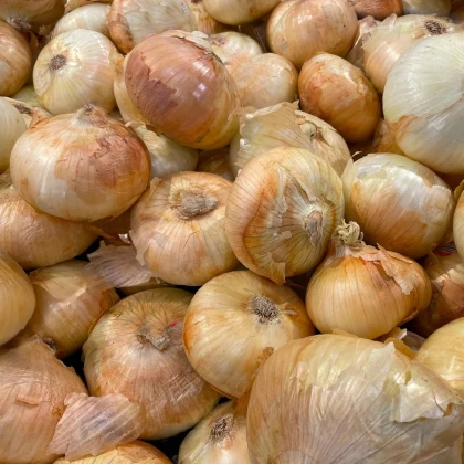 Cibule sazečka Augusta - Allium cepa - prodej cibulek - 250 g